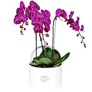 Beyaz Yuvarlak Kutuda 4 Dal Orkide 
