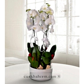 Beyaz 2 li Beyaz Orkide