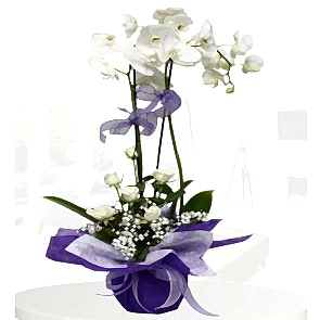 2'li Beyaz Orkide,7 Beyaz Gül