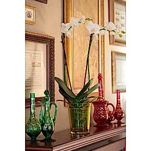 Çift Dal Beyaz, Classic Orkide