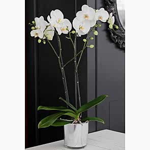 Çift Dallı Beyaz, Cambridge Orkide