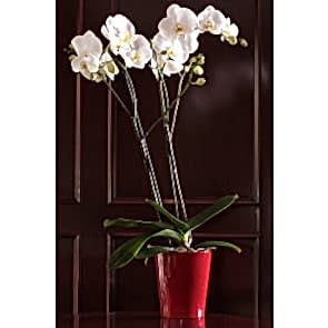 Çift Dal Beyaz, Red&Red Orkide