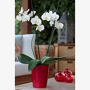 Çift Dal Kar Beyaz, Redness Orkide