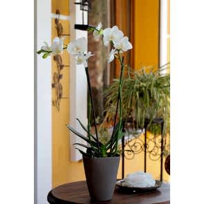 Çift Dal Kar Beyaz Orkide