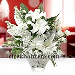 Beyaz Kokulu Lilyum Şebboy SA411
