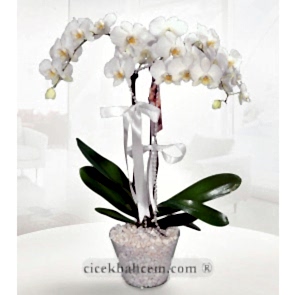 Beyaz Vazo İçerisine Hazırlanmış 2 li Orkide 