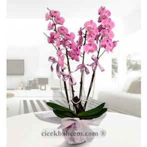 Seramik Vazo İçine Pembe 4 li Pembe Orkide
