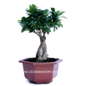 Bonzai (35cm)