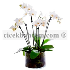 Cam Vazo İçerisine 5 Adet Beyaz Orkide Aranjmanı