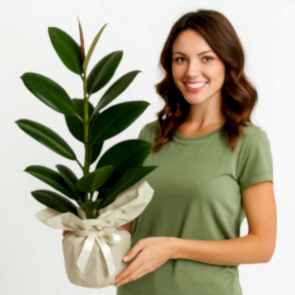 Zarif Green Symphony Kauçuk Bitkisi