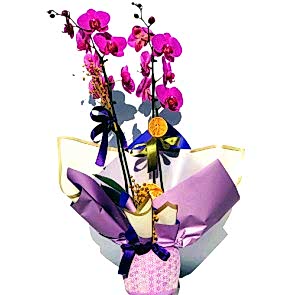 Çift Dal Mor Orkide