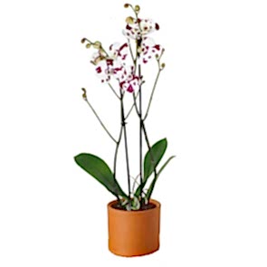 Dalmaçyalı Özel Seri Orkide