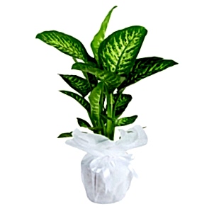 Orta Boy Dieffenbachia Tropik Saksı Çiçeği