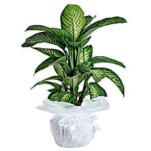 Orta Boy Dieffenbachia Tropik Saksı Çiçeği 