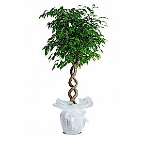 Ficus Benjamin Exotica