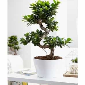 Ficus Microcarpa Bonsai Saksı Çiçeği