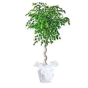 Ficus Petate Saksı Çiçeği