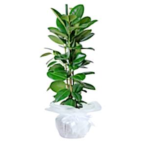 Ficus Robusta Saksı Çiçeği