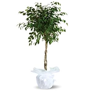 Yeşil Örgülü Benjamin