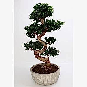 Ginseng Bonsai Saksı Çiçeği