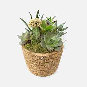 Gold Serisi Saksıda Sukulent Aranjmanı