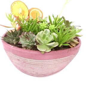 büyük taş vazoda canlı sukulent aranjmanı Ankara Çankaya teslimat