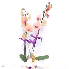 Çift Dal Turuncu Orkide