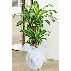 İkili Masengena Saksı Çiçeği