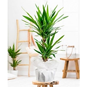 İkili Yucca Saksı Çiçeği