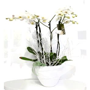 İkili Beyaz Seramik Vazoda Orkide