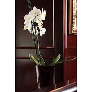 Çift Dal Beyaz, Point Orkide