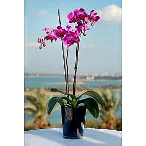 Çift Dal Mor,Nighty Orkide