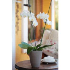 Çift dal beyaz, Vilenzo