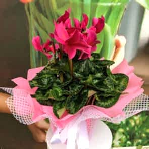 Siklamen Yaz ve Kış Çiçeği SAK584