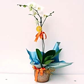 Tekli Beyaz Orkide - Dekoratif Desenli Vazoda