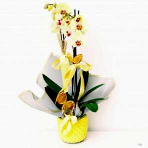 Çift dal Sarı, Golden Orkide
