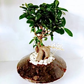 Cam Saksıda Space Ficus Bonsai
