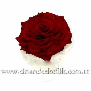 Kırmızı Gülden Hazırlanmış Sade Gelin Buketi