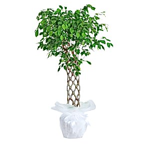 Kafes Örgülü Benjamin 