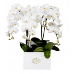 Beyaz Kare Kutuda 4 Dal Beyaz Orkide