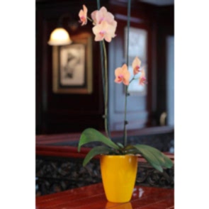 Çift dal Turuncu, Vitalis Orkide