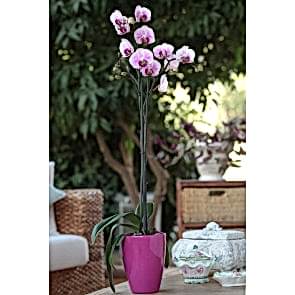Çift Dal Pembe, Lovely Orkide