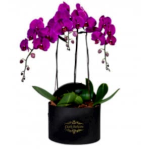 Yuvarlak Kutuda 4 Dal Mor Orkide