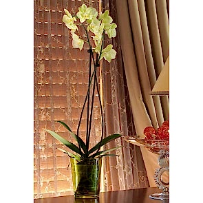 Çift Dal Sarı, Avangarte Orkide