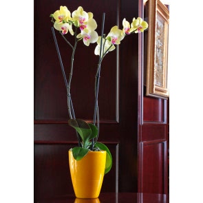 Çift Dal Sarı, Lime Orkide