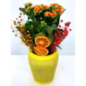 Linda Kalancuha (Turuncu Kalancuha)