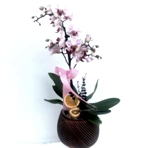 Tekli Beyaz Orkide Mini Jaaneman