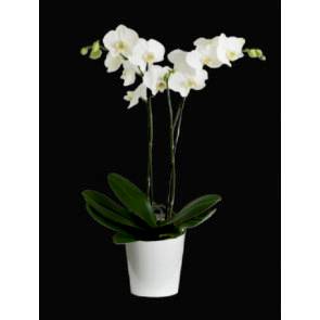 mini orkide cift dal