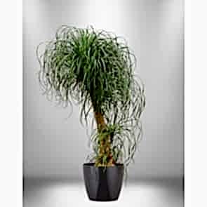 Nolina Beacornia Saksı Çiçeği