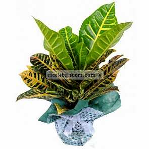 Ofis Çiçekleri Kraton